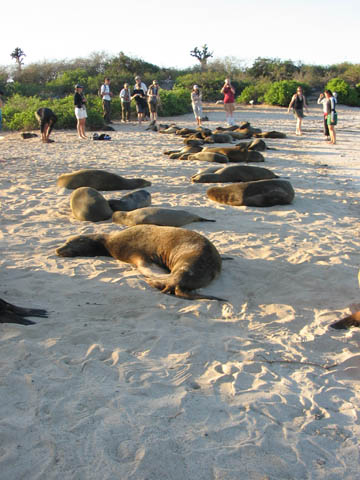 Sea lions dozing on the beach