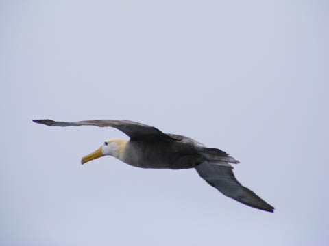 Soaring albatross