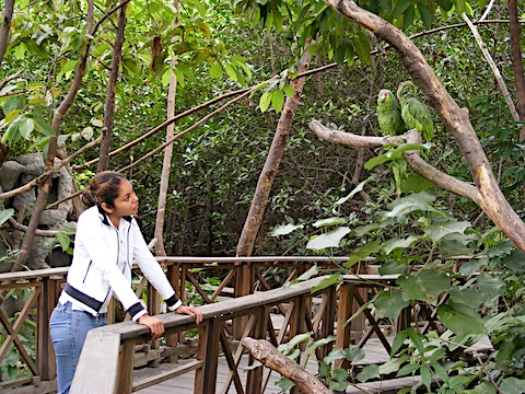 Young woman leaning on a railing and 
         looking at the parrots in the branches of a tree