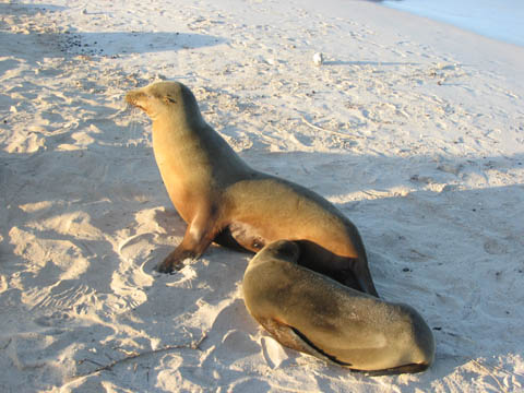 Nursing Sea Lion