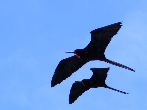 A Frigatebird flying above the Fragata