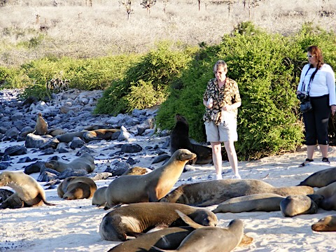 The sea lions lying at Gail’s feet are paying no attention to her