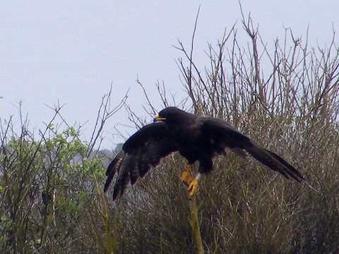 A Galápagos hawk with its wings outspread