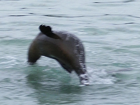 Sea lion jumping out of the water