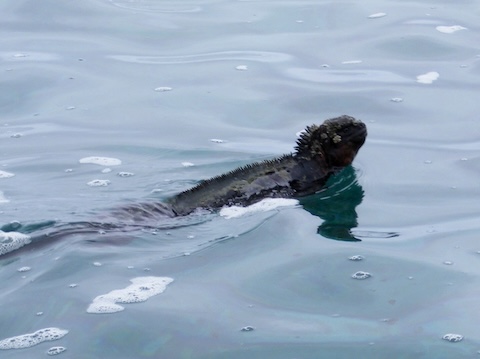 Marine iguana swimming out to sea