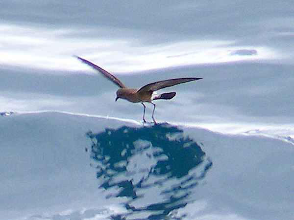 A storm petrel touching the top of a wave