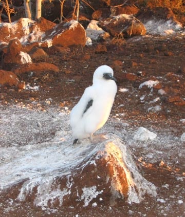 A booby chick shortly after sunrise