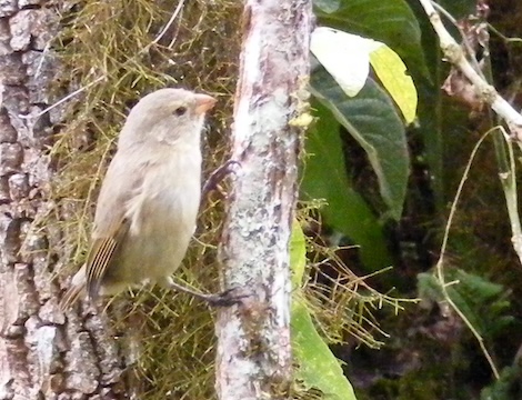 A finch with a smaller bill 