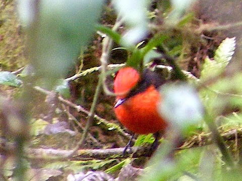 Half red and half black, a vermilion flycatcher