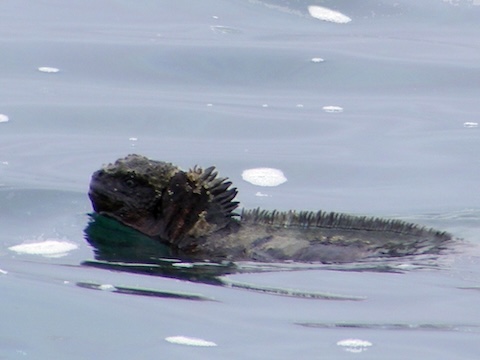 Marine iguana swimming out to sea