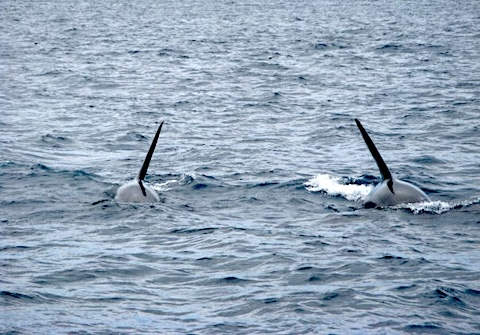 Two orca fins