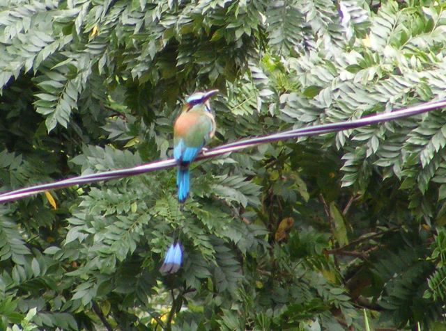 A torogoz sitting on a wire with tree leaves 
                 in the background. The bird's back is to us
                 with its head turned to the right. Its back is
                 orange, the wings are green and blue. The long
                 tail is bright blue ending in black tips.