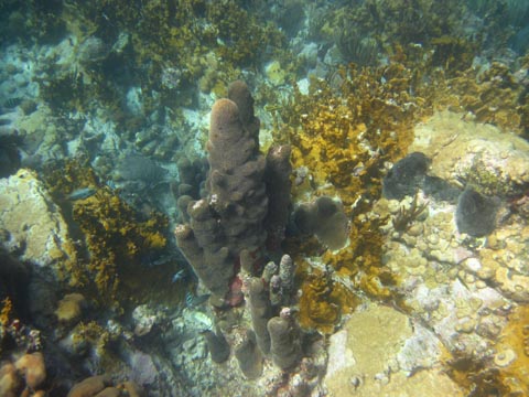 The Sand Driver is lying on the bottom
         and is photographed about 30 degrees from the front. It has
         a green, brown and dark brown pattern around its body.
