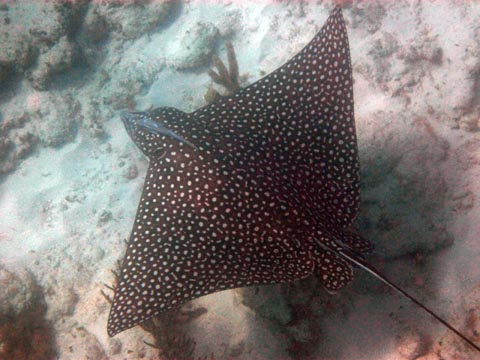 The same photo of the ray
          after I used Photoshop Elements to increase the
          contrast and bring up some of the colors.