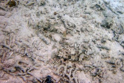 Two flying gunards are seen from
          above with their fins outstretched. Their color and patterns
          blend in very well with the coral debris on the bottom.