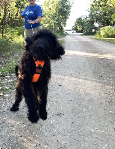 Curly furred Teddy is lunging at the photographer