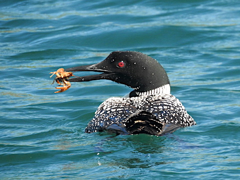 The loon’s tail is toward the camera. She is looking to theh left 
           side with a crayfishh in her beak