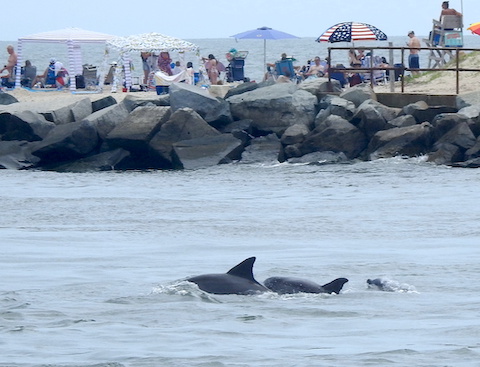 The backs of two dolphins and the nose of a third 
          with beach goers on the other bank of the inlet.