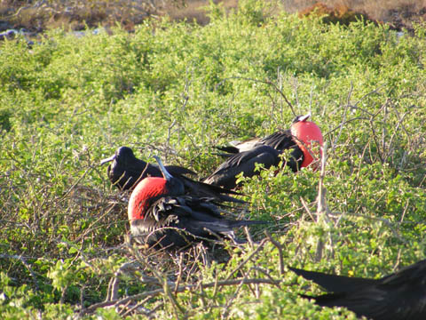 Male frigatebird trying to attract a mate