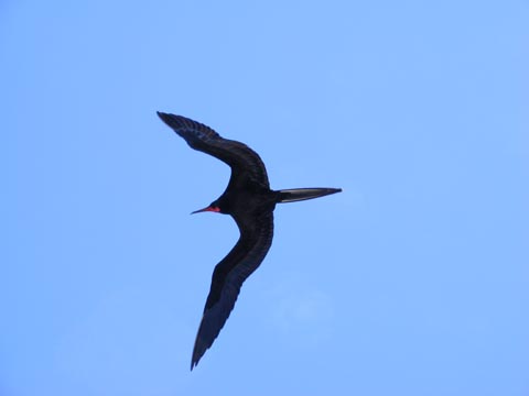 A Frigatebird flying above the Fragata