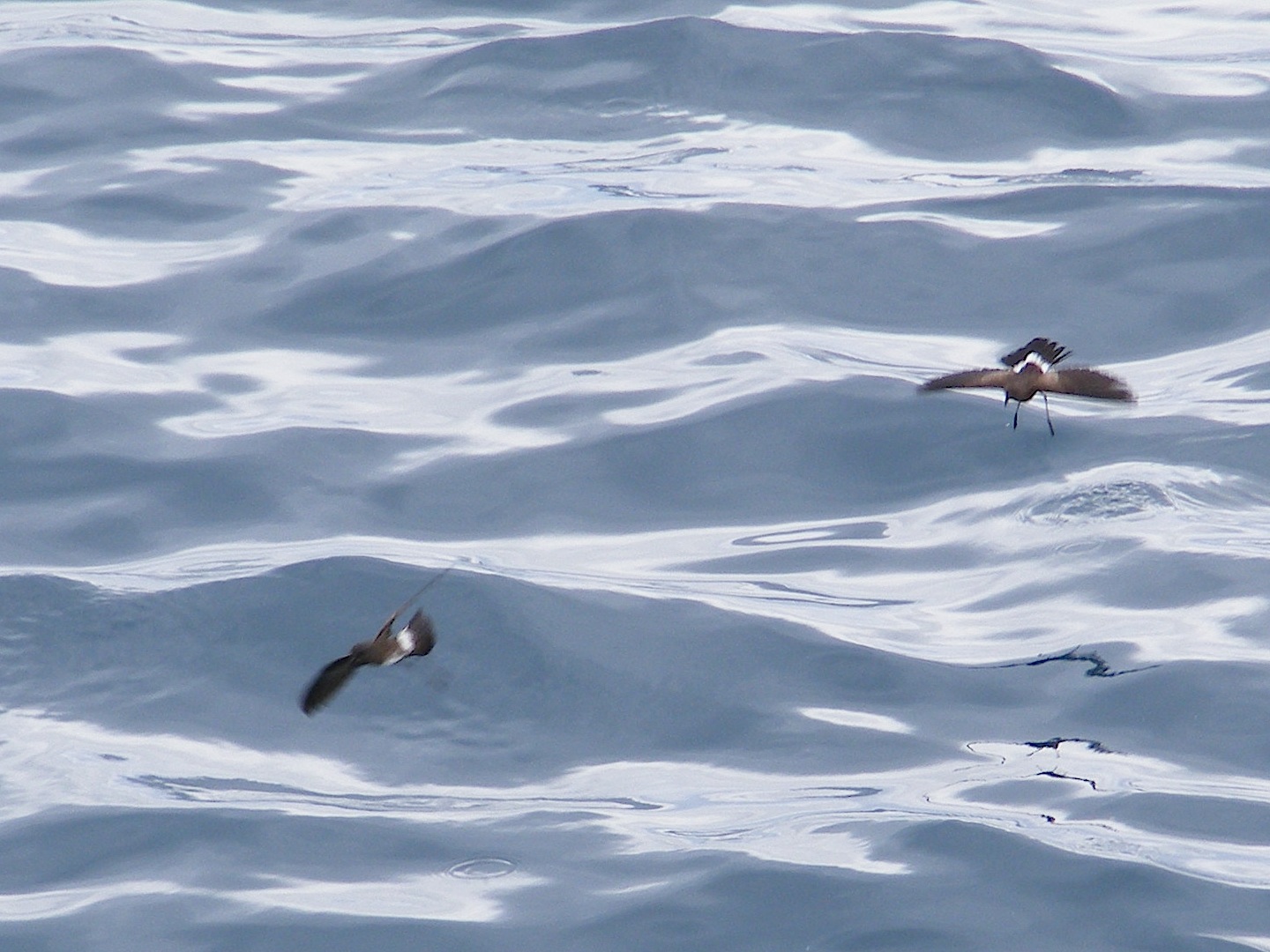 Storm petrels almost dancing upon the sea