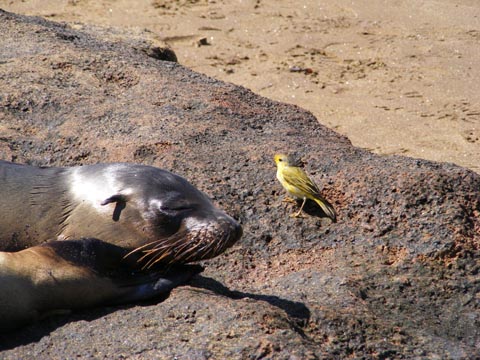 A sea lion's head and a yellow warbler