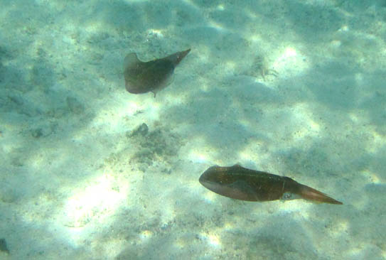 The squid are swimming over a 
            mostly sandy bottom. The tentacles of the nearer one are
            pointed to the right and its large eye can be seen near
            where the tentacles meet the body.