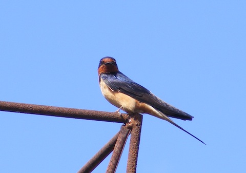 Perched on a rusty pipe in front of a blue sky, the bird is looking straight at the camera. It has a reddish-brown forehead and throat. Its body is at right-angles to the camera nad has deep blue wings, a light white to yellow belly and a patch of orange under its tail.
