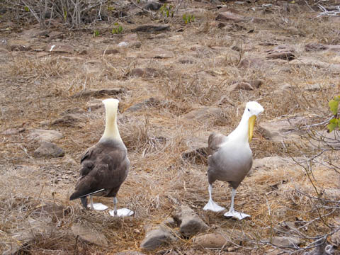 Courting albatrosses