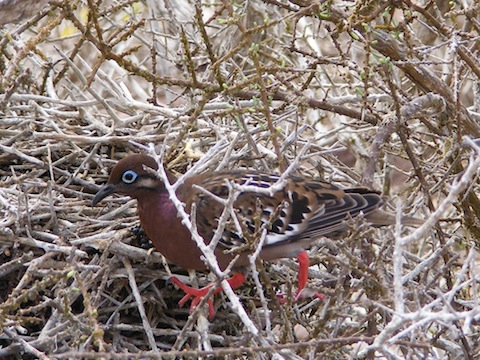 The dove is standing on the ground among bare branches. It has bright red legs and a blue eye.