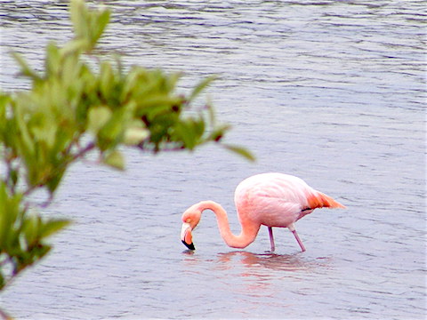 Flamingos are standing in a pond that is surrounded by green shrubs. 
