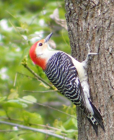 Bird with bright red cap, and black and white horizontal stripes on
               its back. It is clinging to the side of a tree.