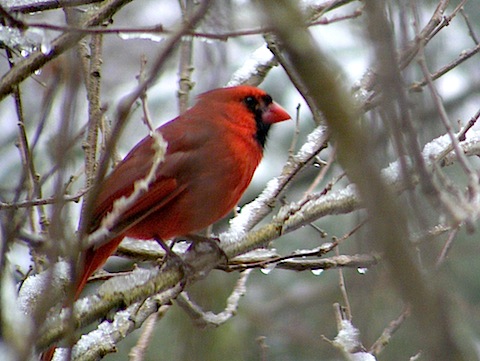 The bird is perched among snowy twigs and is facing to the right. It is all red except for a black face and throat. It has dark legs.
