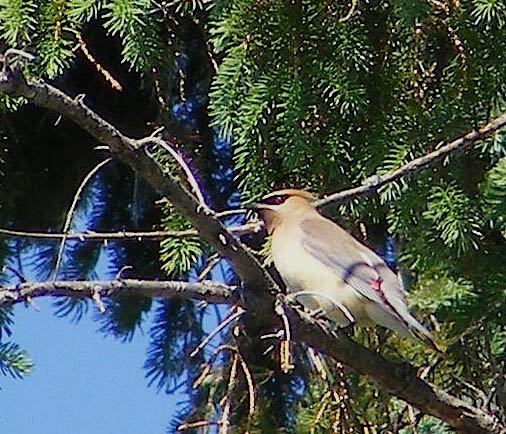 This bird is perched on a tree limb in front of a fir tree. 
               It has a black mask, a crest, a yellow belly and a tan wing and tail. 
               There is a tiny spot of red on its wing.