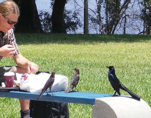 Man is eating luch at one end of a bench while grackles watch from the other end