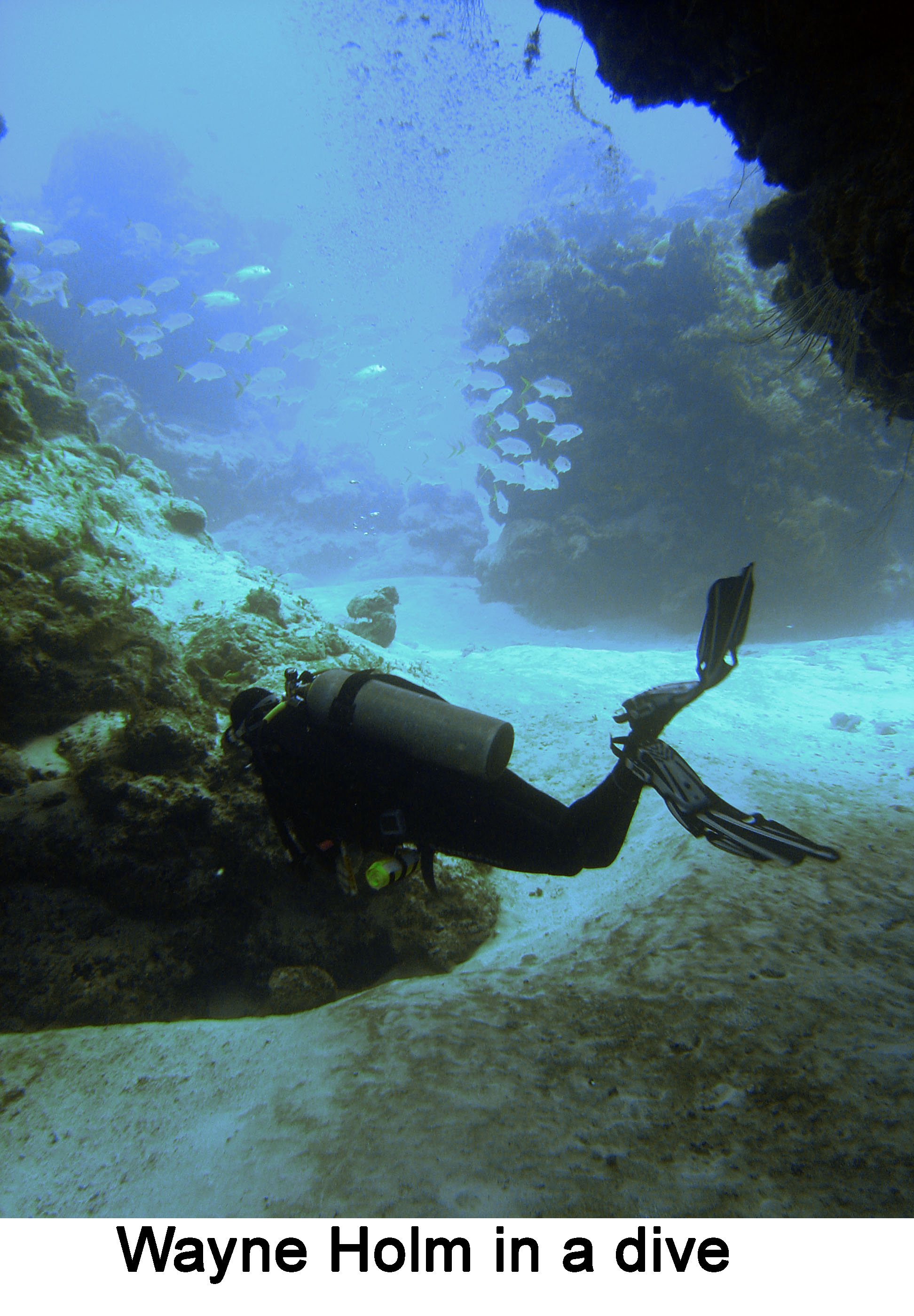 Wayne Holm under water approaching a reef with a school of Yellow Jacks above him