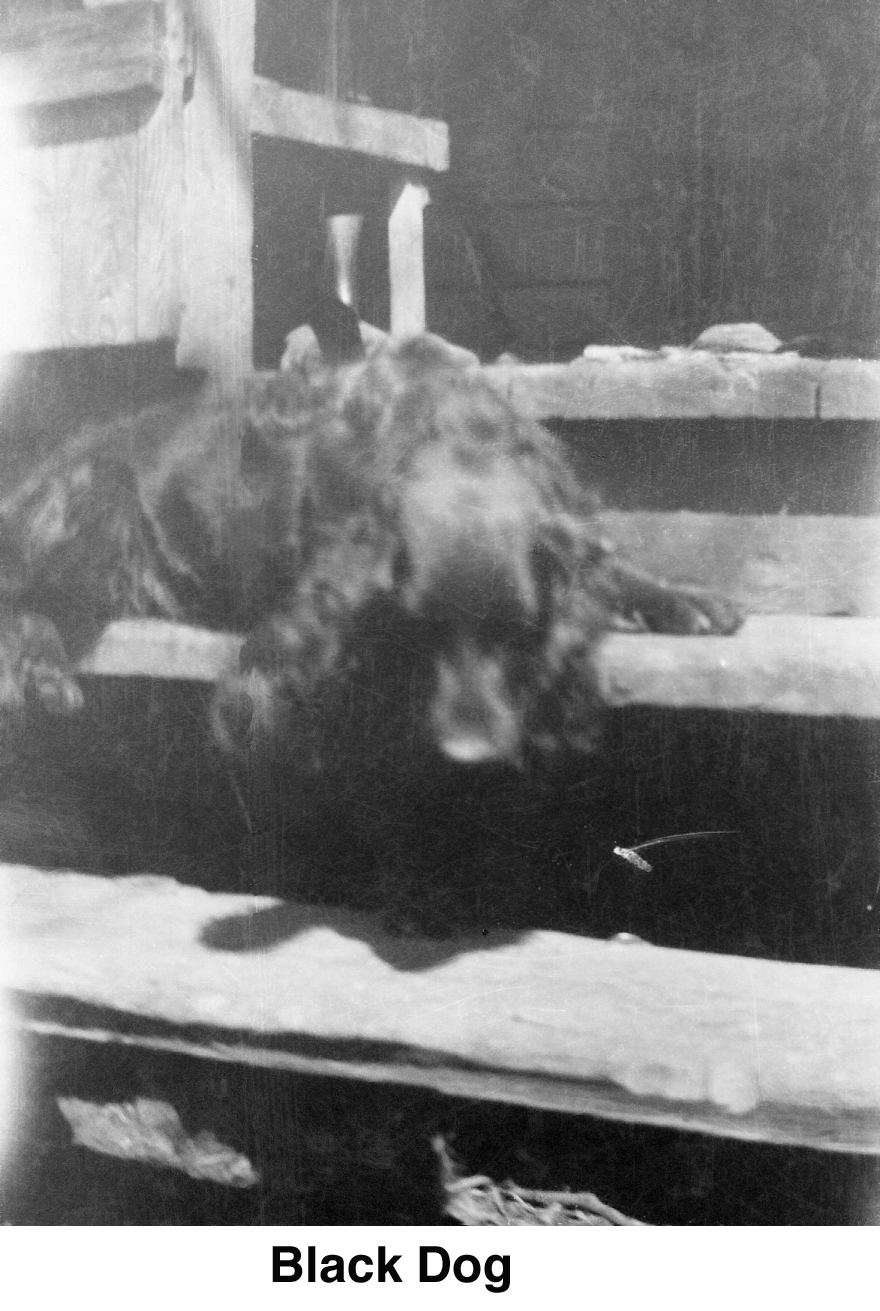 Large black dog lying on the steps