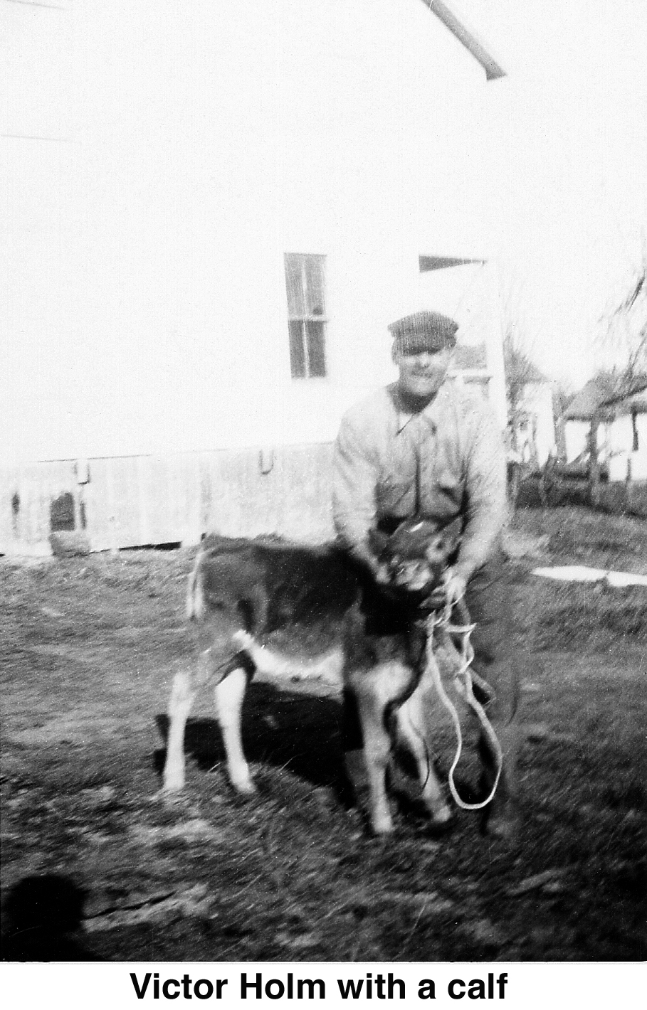 Victor Holm and a calf