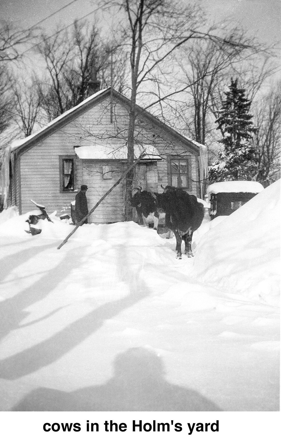 Cows in a wintery backyard in Rogers Location