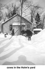 Cows in a wintery backyard in Rogers Location