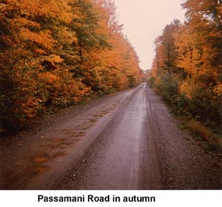 Looking down Passamani Road with bright autumn leaves