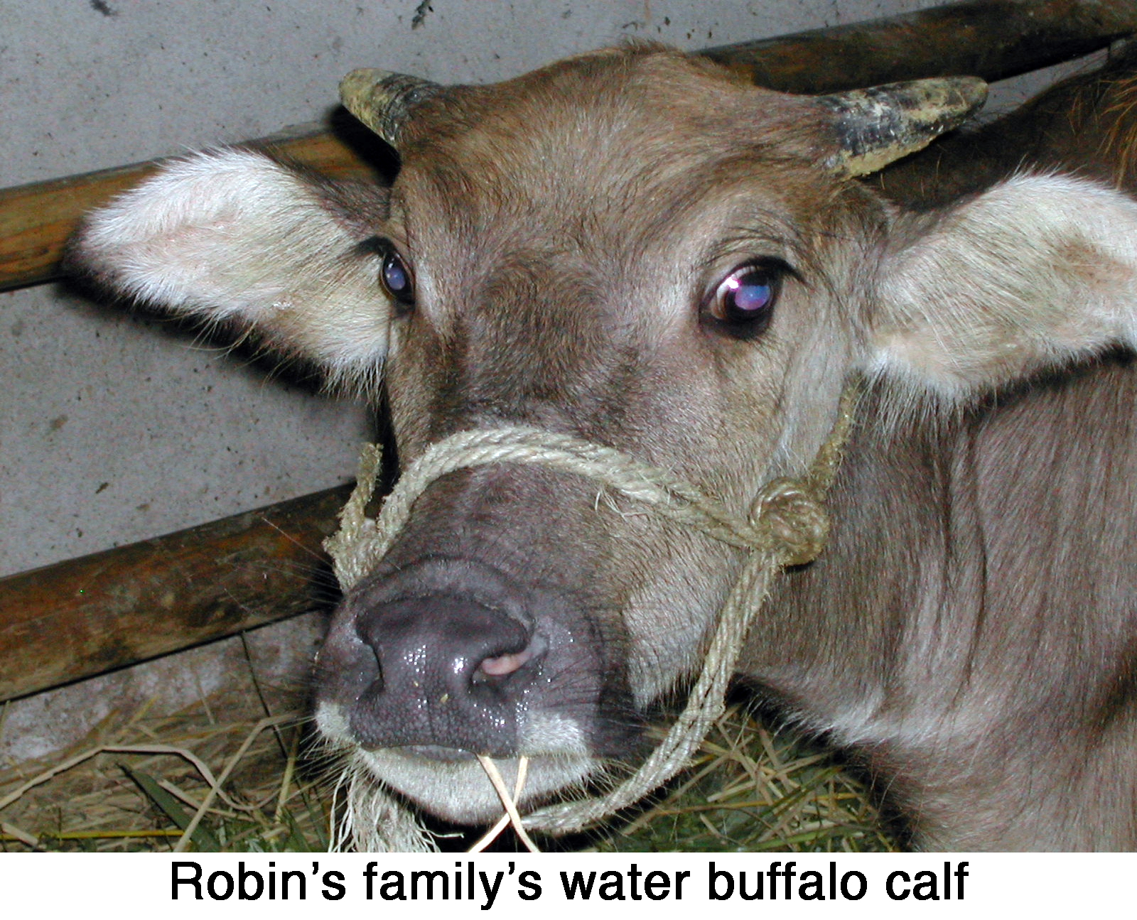 The face of the water buffalo calf
