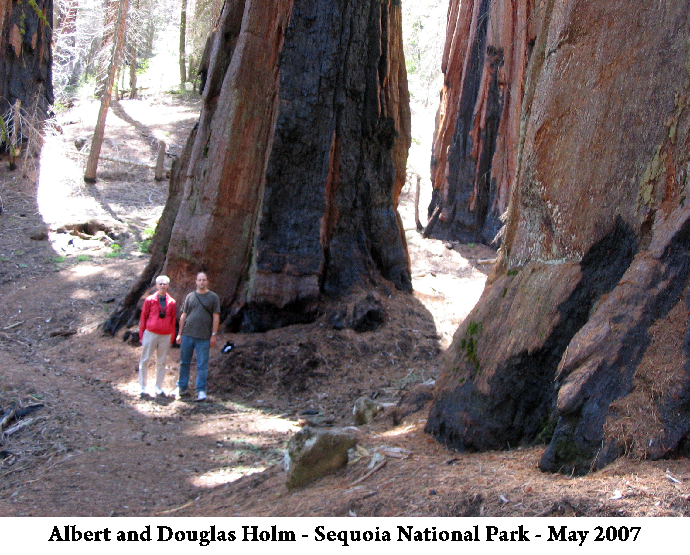 Albert and Douglas are seen at a distance standing among huge 
               trees