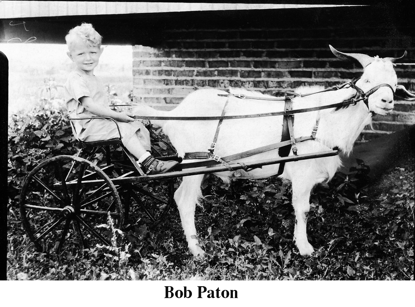 Bob Paton riding in a goat cart