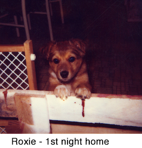 Our dog Roxie at 10 weeks of age and confined in our dining room