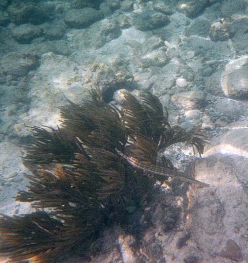 A trumpetfish