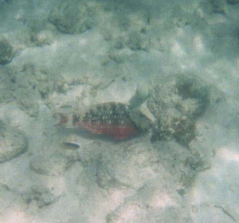 Parrotfish nibbling on 
algae